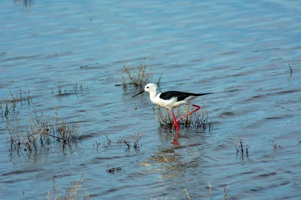 Closeup Shot Aquatic Bird Lake Sunlight — Stock Photo, Image