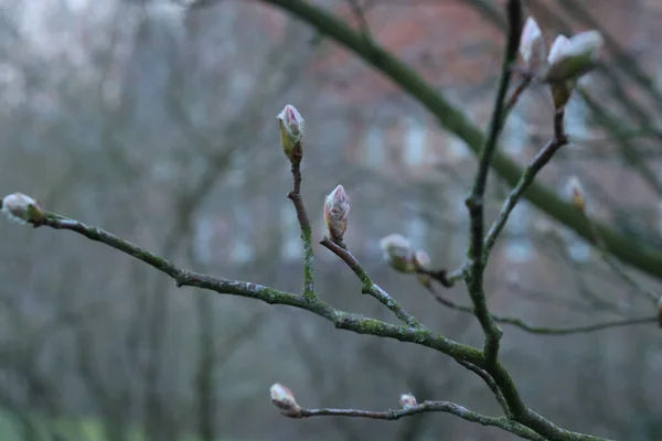 Ett Grunt Fokus Vacker Rosa Blomma Trädgrenar — Stockfoto