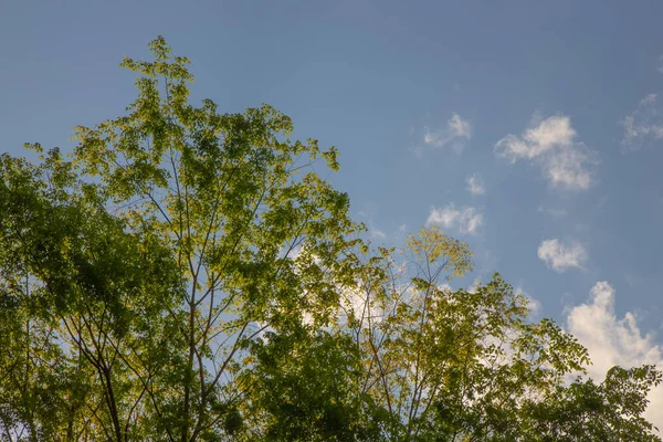 Zbliżenie Ujęcie Szczytu Pięknego Zielonego Drzewa Zachmurzonym Niebie Umiarkowanego Broadleaf — Zdjęcie stockowe
