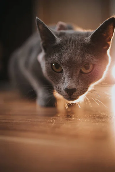一只可爱的灰色猫凝视着摄像机的垂直特写 — 图库照片