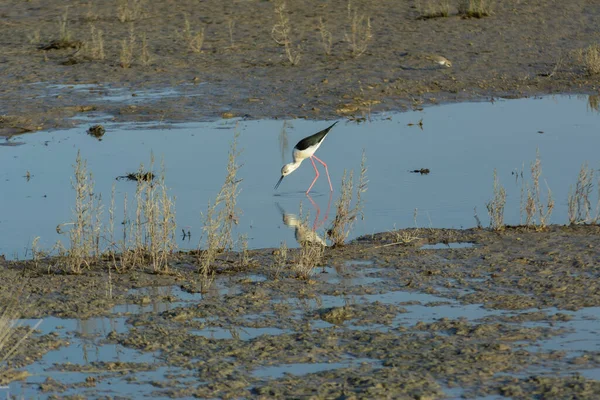 Gros Plan Oiseau Aquatique Qui Réfléchit Dans Lac Sous Soleil — Photo
