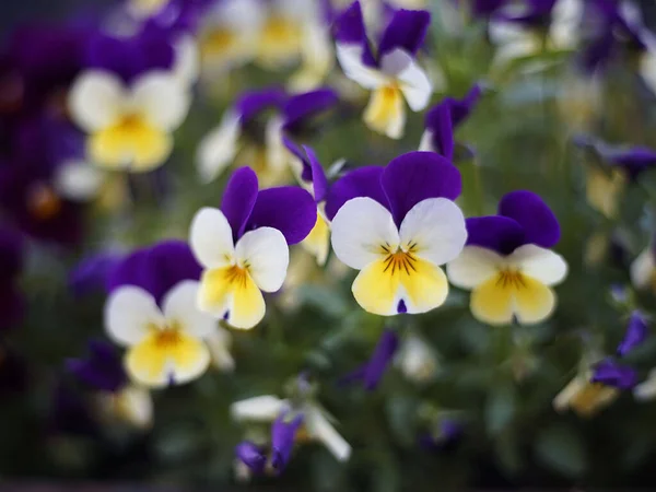 Eine Nahaufnahme Von Farbenfrohen Schönen Stiefmütterchen Blumen Frühling — Stockfoto