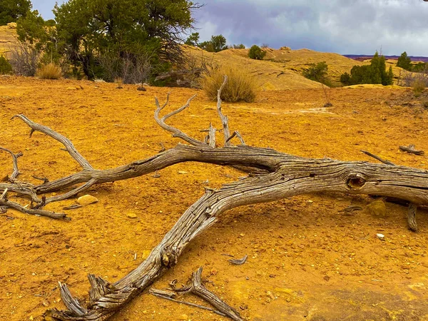 Пустыня Желтой Почвой Деревьями Переднем Плане Сухого Сломанного Дерева Земле — стоковое фото