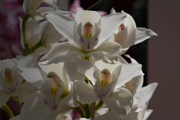 Close Blossom White Orchid Backli — Stock Photo, Image