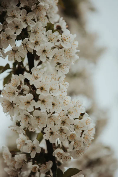 Ein Vertikaler Schuss Weißer Blüten Auf Den Ästen Der Bäume — Stockfoto