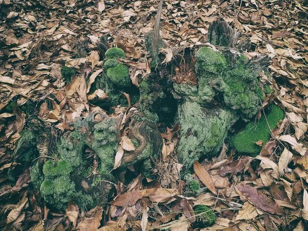Een Close Shot Van Een Mossige Boomstam Herfstbladeren — Stockfoto