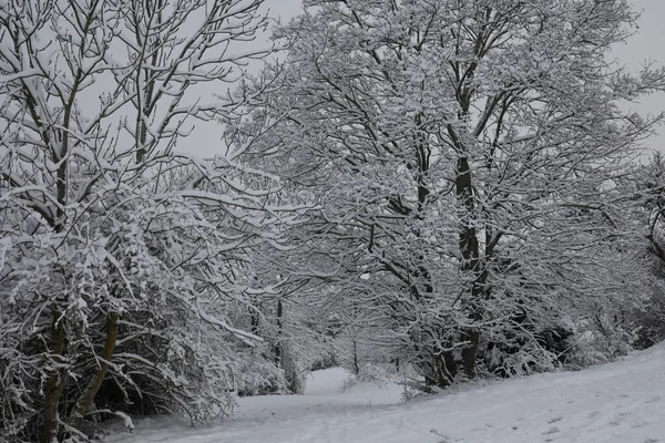 灌木丛的枝条上飘扬着白雪 — 图库照片