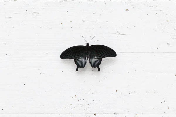 Primer Plano Una Mariposa Negra Sobre Una Superficie Madera Blanca — Foto de Stock