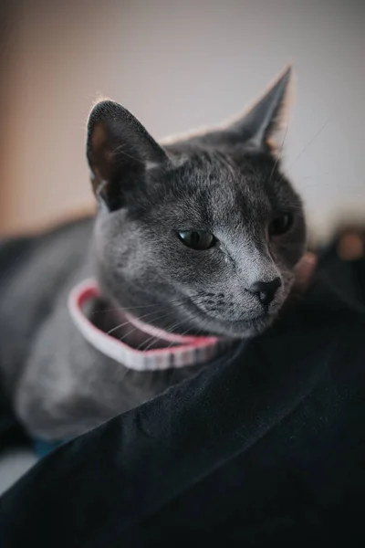 一只俄罗斯蓝猫在家里的垂直镜头 — 图库照片