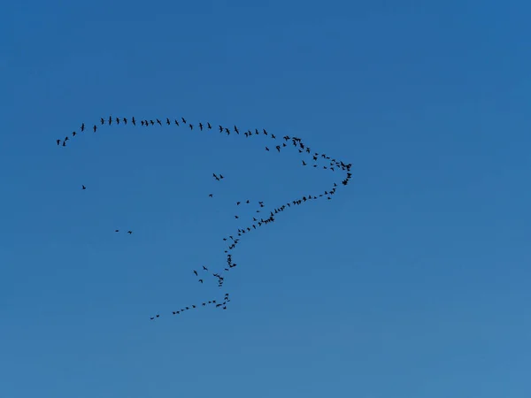 Прекрасний Вид Птахів Летять Групі Сонячний День Чистому Блакитному Небі — стокове фото