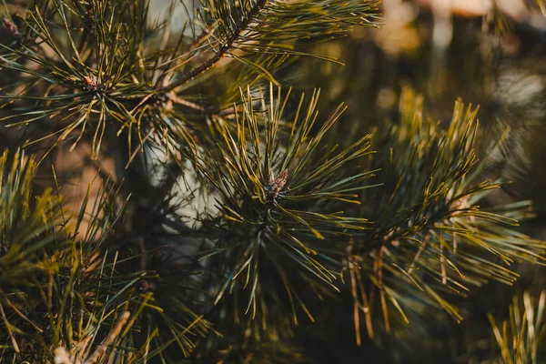 Detailní Záběr Jehličí Borovice — Stock fotografie