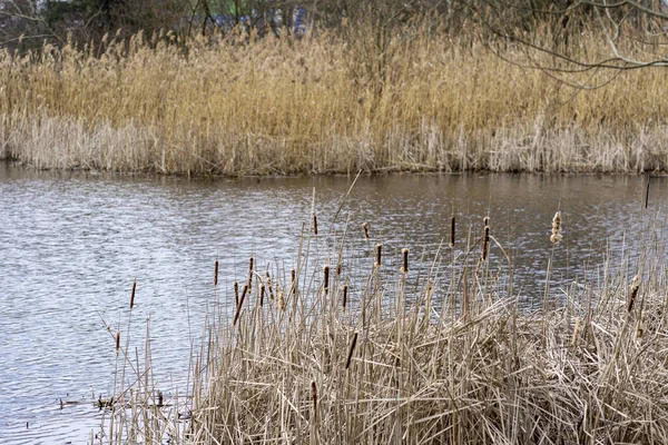 Arka Planda Buğday Tarlası Olan Gölün Kenarındaki Uzun Kuyruklu Bitkilerle — Stok fotoğraf