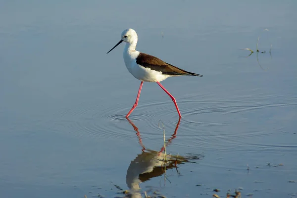 Primer Plano Pájaro Acuático Reflejándose Lago Bajo Luz Del Sol — Foto de Stock