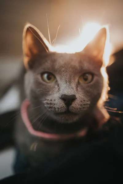 Μια Κάθετη Κοντινή Φωτογραφία Μιας Χαριτωμένης Γκρίζας Γάτας Παπιγιόν — Φωτογραφία Αρχείου