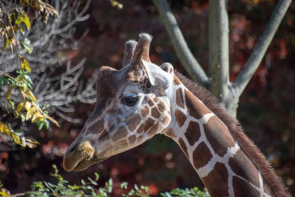 Gros Plan Une Girafe Sous Lumière Soleil Extérieur — Photo