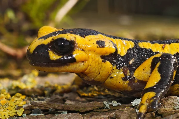 Uma Salamandra Fogo Tendi Cor Amarela Brilhante Salamandra Bernardezi Rastejando — Fotografia de Stock