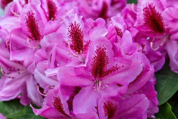 Beautiful Purple Rhododendron Flowers Blurred Background — Stock Photo, Image