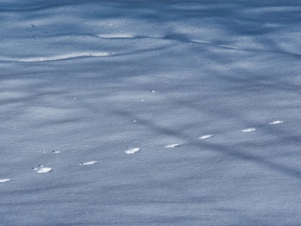 Uma Vista Perto Pequenas Pegadas Chão Cobertas Neve Dia Frio — Fotografia de Stock