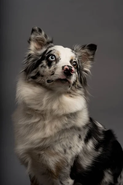 Gri Arka Planda Izole Edilmiş Avustralyalı Bir Çoban Köpeğinin Dikey — Stok fotoğraf