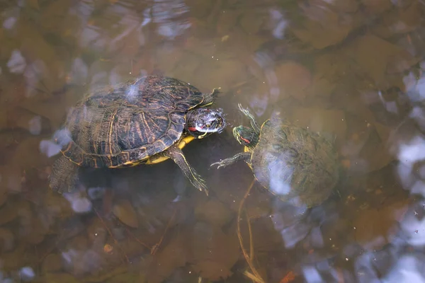 Gros Plan Tortues Dans Eau Boueuse — Photo