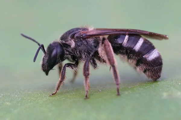 Крупним Планом Клин Жіночої Борозни Битою Бджолою Піт Lasioglossum Zonulum — стокове фото