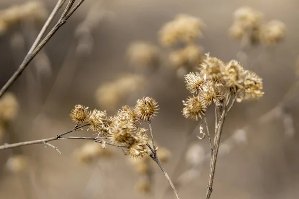 Colpo Alto Angolo Fiori Selvatici Gialli Immaturi Campo Soleggiato — Foto Stock