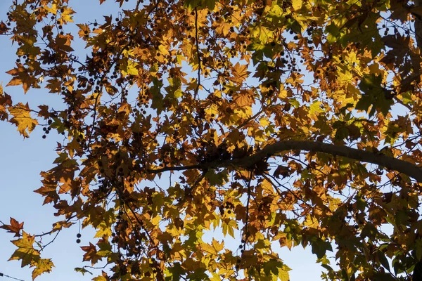 Tiro Ângulo Baixo Folhas Árvore Bordo Coloridas Contra Céu Matutino — Fotografia de Stock