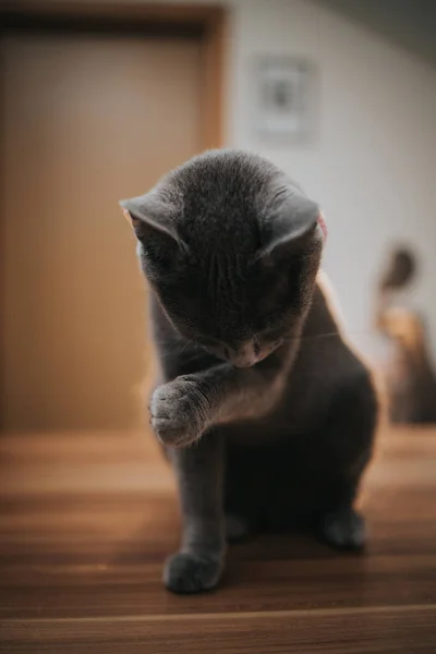 Colpo Verticale Gatto Blu Russo Casa — Foto Stock