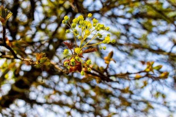 Selective Focus Shot Branch Caesalpinia Flowering Plant — Stock Photo, Image