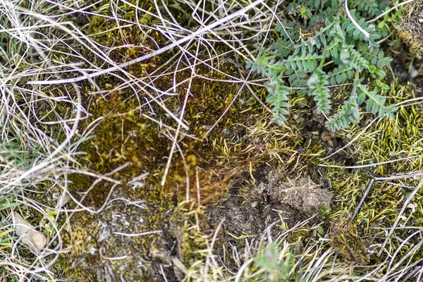 Çubuklardan Kayalardan Bir Bitkiden Oluşan Üst Bir Manzara — Stok fotoğraf