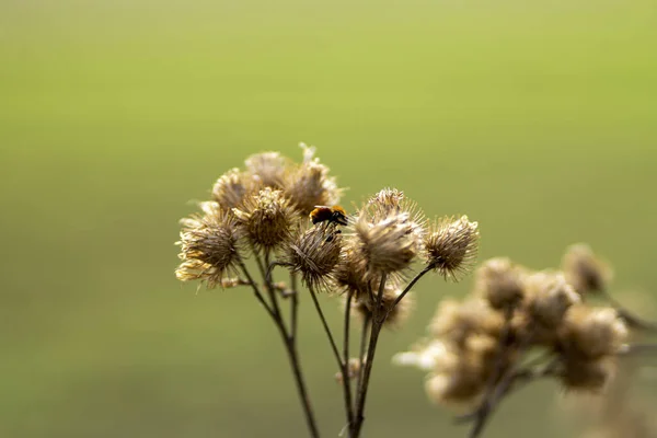 Eine Nahaufnahme Einer Gruppe Wilder Unentwickelter Blumen Auf Einem Grünen — Stockfoto