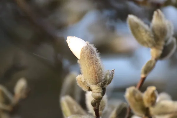 Płytkie Kwitnące Pąki Magnolii Gałęzi — Zdjęcie stockowe