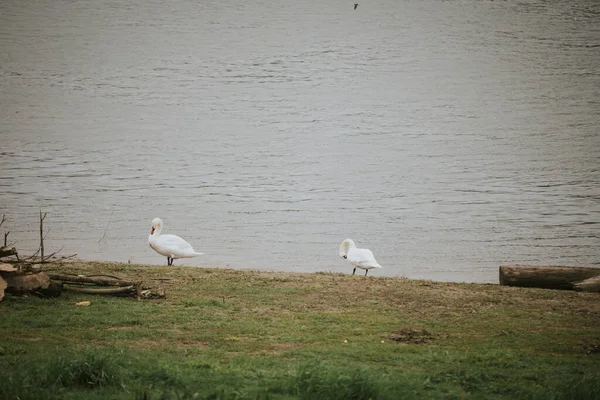 Zwei Weiße Schwäne Stehen Ufer Eines Sees — Stockfoto