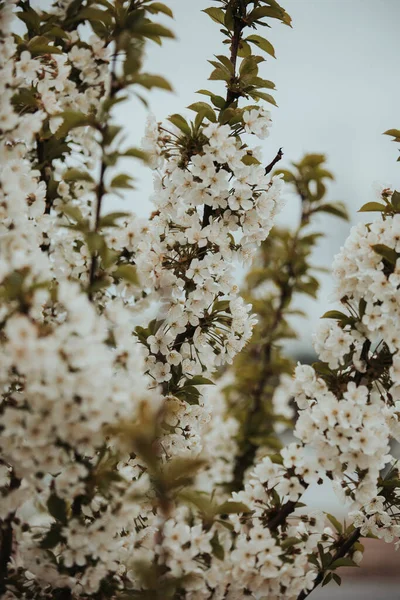 Plan Vertical Fleurs Cerisier Blanc — Photo