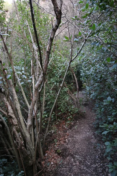 Plan Vertical Sentier Étroit Milieu Forêt — Photo