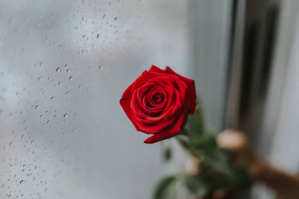 Egy Közeli Kép Egy Vörös Rózsáról Ami Ablakra Támaszkodik — Stock Fotó