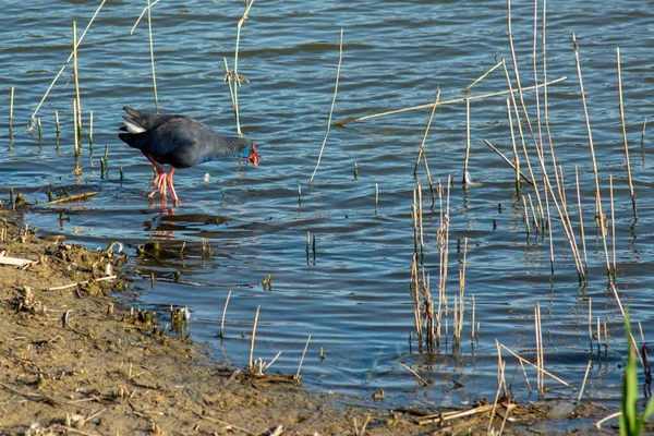Ein Wasservogel Ufer Eines Sees Einem Sonnigen Tag — Stockfoto