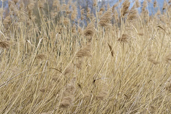 Ein Dickes Gelbes Weizenfeld Mit Hohem Gras Und Weizenblumen Die — Stockfoto