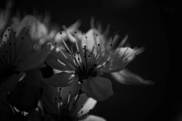 在黑色的背景上开着的樱花的灰白色的照片 — 图库照片