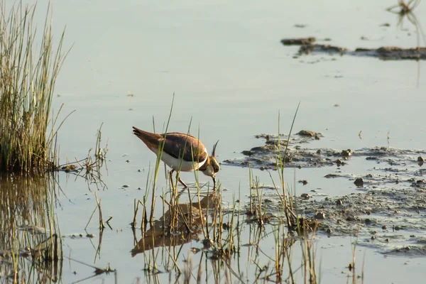 Plan Peu Profond Oiseau Aquatique Réfléchissant Dans Lac Heure — Photo