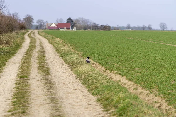 Çiftlikte Bir Karga Bir Çiftlik Evi Yeşil Yumuşak Çimenler Olan — Stok fotoğraf