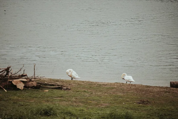 Dois Cisnes Brancos Praia — Fotografia de Stock