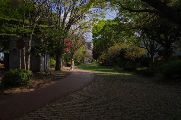 Ciの木が並ぶ石畳の道 — ストック写真