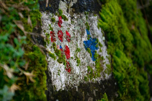 在几乎被霉菌覆盖的树干上的一系列标记的特写 — 图库照片