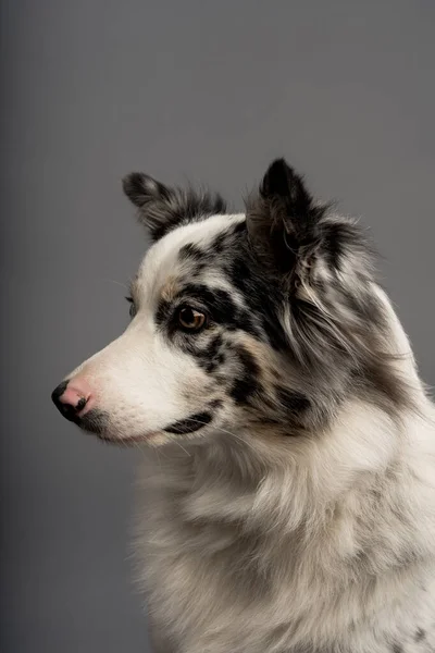 Een Verticaal Portret Van Een Australische Collie Geïsoleerd Een Grijze — Stockfoto