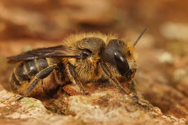 Zbliżenie Samicy Jersey Murarz Liść Pszczoła Osmia Niveata — Zdjęcie stockowe