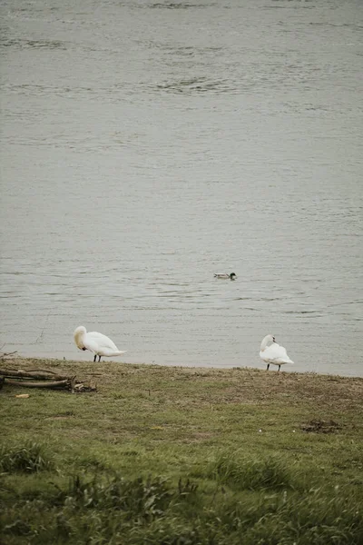 Twee Witte Zwanen Het Strand — Stockfoto