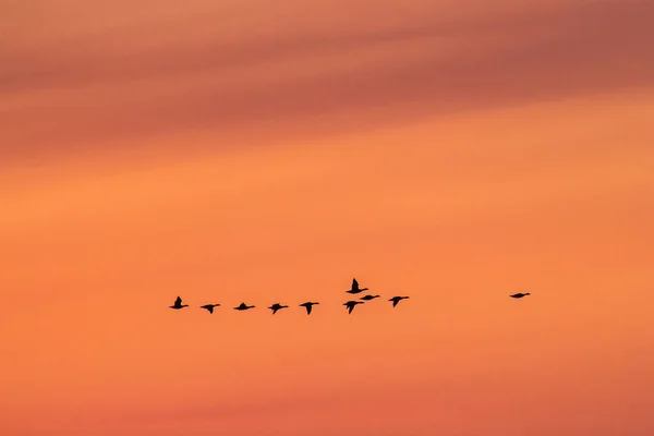 Silhouet Van Een Groep Eenden Die Een Rij Rode Hemel — Stockfoto