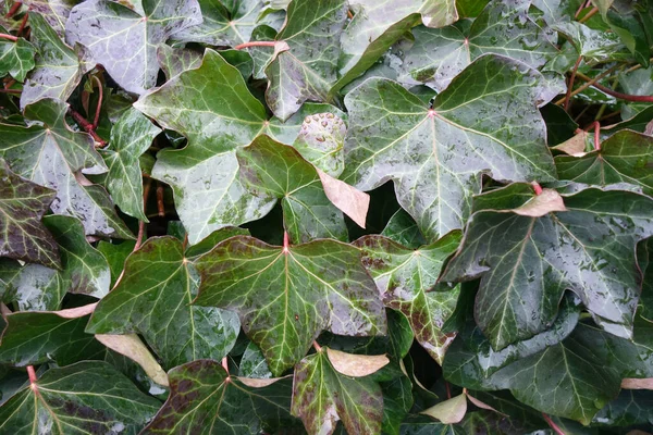 緑の植物の葉の水滴のクローズアップショット — ストック写真