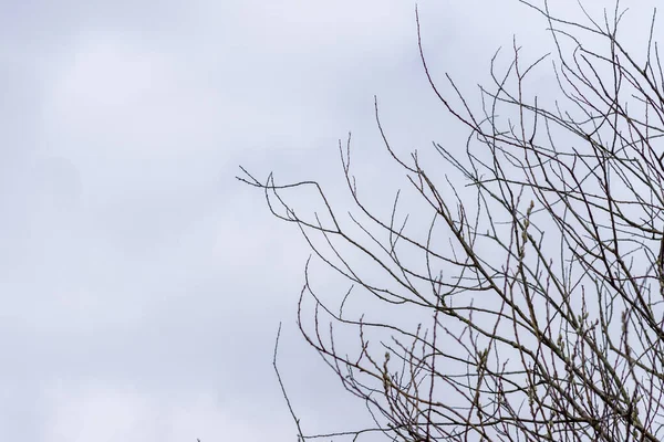 Eine Flache Aufnahme Eines Blattlosen Baumes Mit Winzigen Ästen Und — Stockfoto